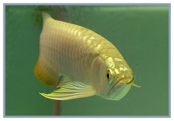 HEALTHY AROWANA AND FRESHWATER STINGRAY FISHES FOR SALE .